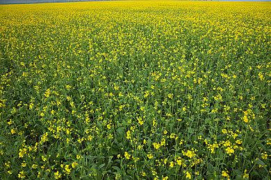 传《GTA6》男女主各自脸模被找到